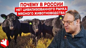Почему в России нет цивилизованного рынка мясного животноводства? | Мясное животноводство