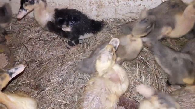Утки голубой фаворит!  Выгодно ли держать эту птицу_ Наши утята!.mp4