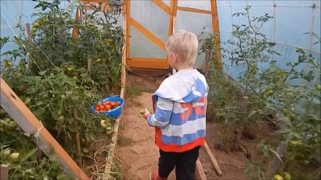 ТЕПЛИЦА в июле СОБРАТЬ И ВЗВЕСИТЬ ! // холостяцкий ужин // смотреть онлайн