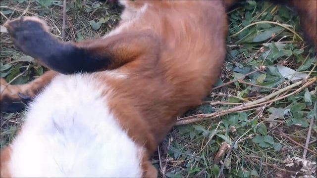 Неуловимый лис Альф и лисичка Фокси. К чему приводит обмен норами