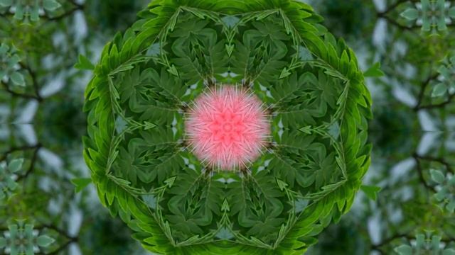 цветы акации смотреть онлайн