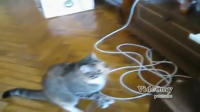 Смешные коты (подборка 2013)