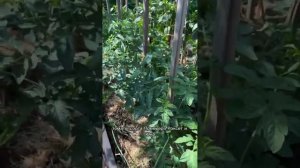 Острый перец Мата Хари, Кортик. Томаты Премьера, Роксет, Юна от Гавриш