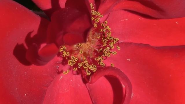 Canon Vixia/Legria HF G40-тест 4 смотреть онлайн