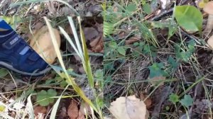 Поход за грибами. Тихая охота. Новокузнецкий район Кемеровской обл.