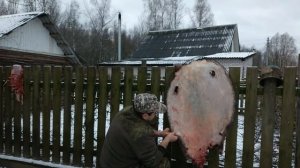 Как высушить шкуру бобра?  Да легко!