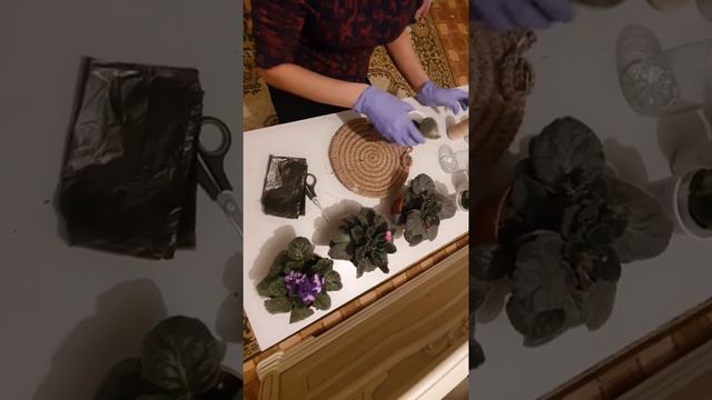 Фиалка гүлінің күтімі және өсіру жолдары ⚘ смотреть онлайн