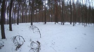 Поиск глухариного тока. Зимняя охота. Как найти ток в лесу.