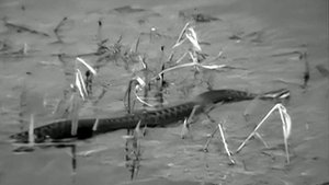 1980 год. Тюменский район. Весенний этюд.