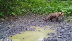 Раненый медведь и другие дикие животные!