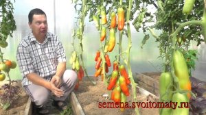 Проверенный сорт томатов: "Аурика"