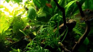 Reproduction Trigonostigma heteromorpha (rasbora arlequin)