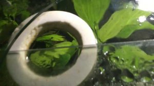 Свежая вода в аквариуме!