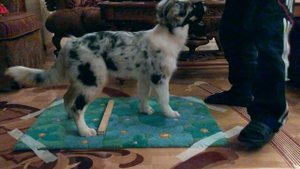 Дрессировка аусси: "Приучение к наморднику" - 1