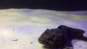 Очень редкая экзотическая рыба в аквариуме на 1000 литров!!