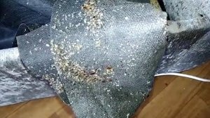 Как быстро размножаются клопы в квартире?