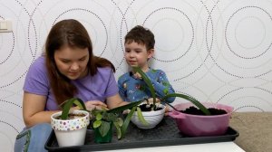 Как пересадить комнатное растение - амариллис и фиалка. Обязательно зацветёт к празднику.