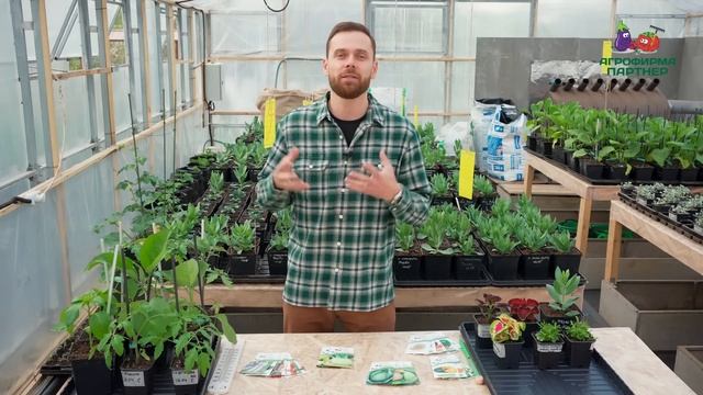 Как сберечь рассаду при возвратных заморозках | #дача #огород смотреть онлайн