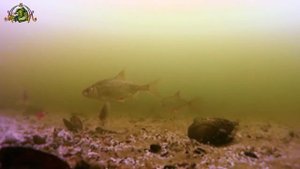 При каком давлении клюет рыба