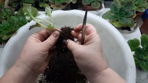 Как обновить и разделить фиалку?