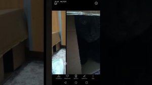 Как на honor телефоне красиво сделать фото. Точнее смонтировать.