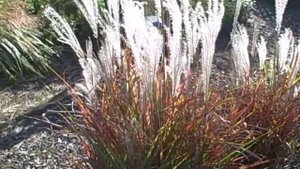 Miscanthus Purpurascens Perennial Flame Grass