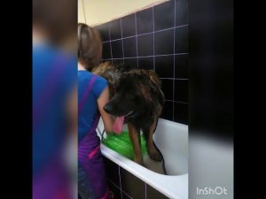 Зоопарикмахерская