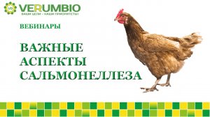 Важные аспекты сальмонеллеза птиц