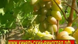 Кинельский виноград снова удивил! Вот это да!