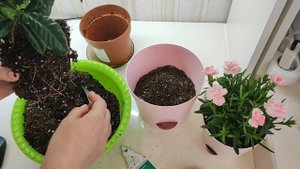 ГАРДЕНИЯ ЖАСМИНОВАЯ, Уникальный цветок со своими капризами! Пересадка, удобрения, важные моменты