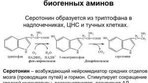 Лекция по Биохимии №11, часть 2