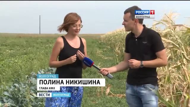 Волгоград . Жёлтые арбузы ... смотреть онлайн