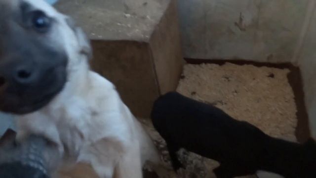 Матрешка и Роза смотреть онлайн