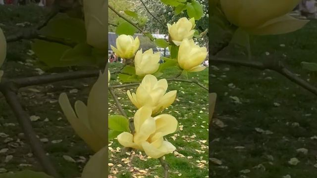 Yellow Magnolia