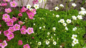 Цветение камнеломки!!! ???