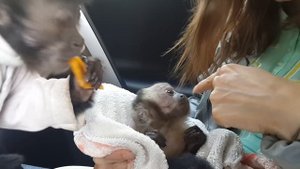 Первое знакомство. Малыш обезьянка. Ребенок.