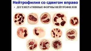 Лекция 01.
Фармфак.
Вводная и лейкоцитозы.