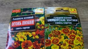 Посеяла Гелениум.