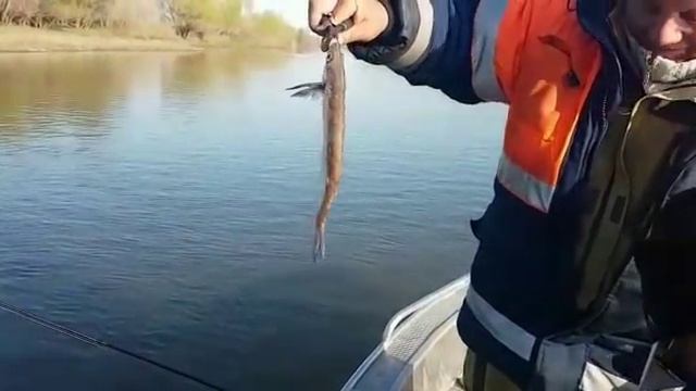 Судак за 3 кг жрет чехонь смотреть онлайн