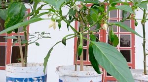 Growing chili on the balcony has many fruits, high yield and very easy