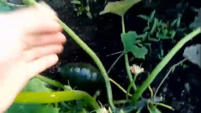 Как ПЛОДОНОСИТ Патиссон "СЫНИШКА" Красавчик!!! 1 сентября 2020г. смотреть онлайн