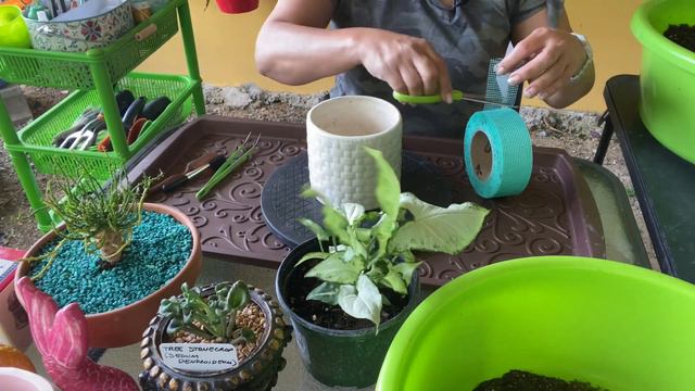 TRANSPLANTANDO LA SUCULENTA  MEDUSA Y OTRAS PARA RELAJARNOS!! S1-E92