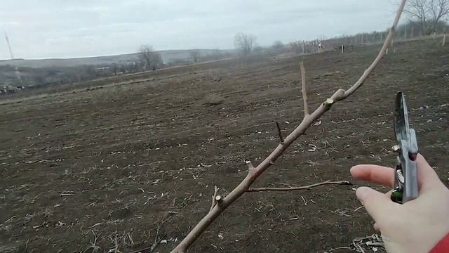 Пальметта. Формируем крону. Закладываем второй ярус. смотреть онлайн