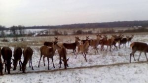 Кормление благородного оленя на снегу