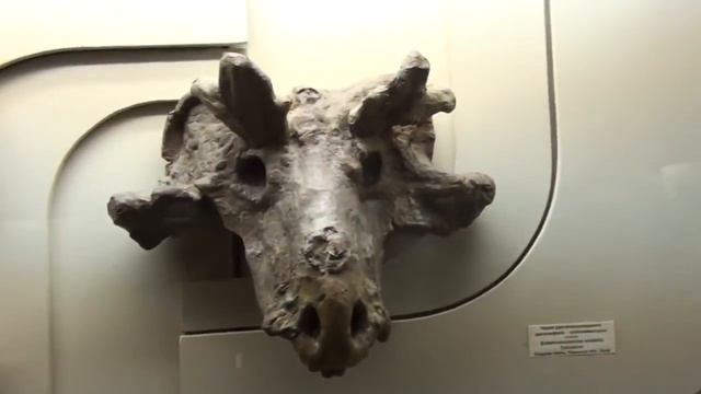 Палеонтологический музей. Александр Белов. смотреть онлайн