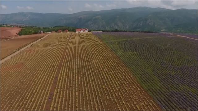 Plantaže lavande postale biznis смотреть онлайн