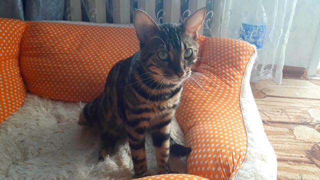 БЕНГАЛЬСКАЯ КОШКА ЗАСЫПАЕТ