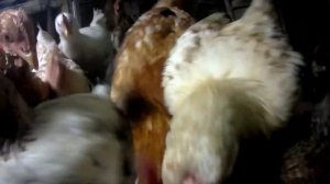 Интересные факты о курах. Куры.