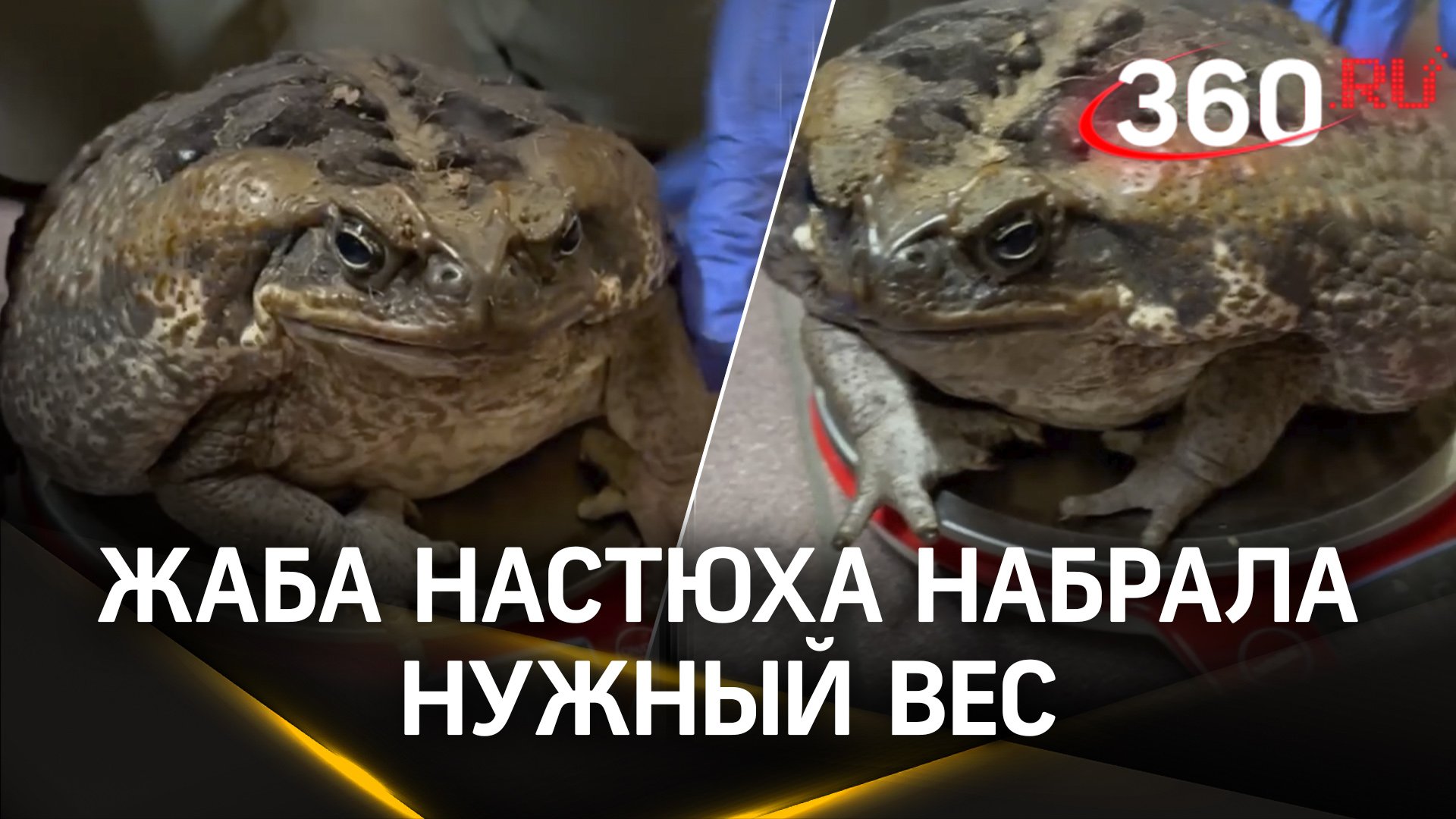 Кому точно не надо худеть к лету: жаба Настюха из Московского зоопарка набрала свой оптимальный вес