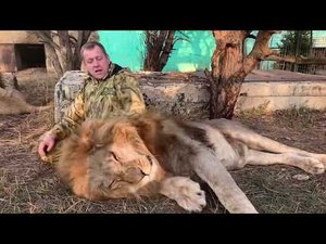 Лев Малыш раздражает вожака!